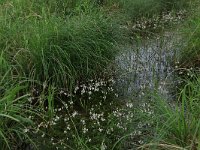 NL, Drenthe, Aa en Hunze, De Westerlanden 3, Saxifraga-Hans Boll