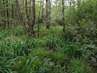 NL, Drenthe, Aa en Hunze, Deurzerdiep 104, Saxifraga-Hans Boll