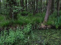 NL, Drenthe, Aa en Hunze, Deurzerdiep 107, Saxifraga-Hans Boll