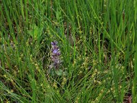 NL, Drenthe, Aa en Hunze, Deurzerdiep 73, Saxifraga-Hans Boll