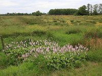 NL, Drenthe, Aa en Hunze, Deurzerdiep 93, Saxifraga-Hans Boll