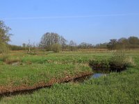 NL, Drenthe, Aa en Hunze, Drentsche Aa 11, Saxifraga-Hans Boll