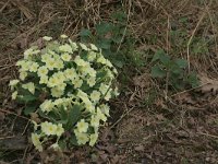 NL, Drenthe, Aa en Hunze, Drentsche Aa 2, Saxifraga-Hans Boll