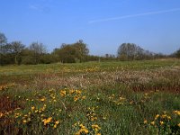 NL, Drenthe, Aa en Hunze, Drentsche Aa 8, Saxifraga-Hans Boll