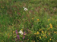 NL, Drenthe, Aa en Hunze, Eexterveld 102, Saxifraga-Hans Boll