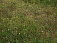 NL, Drenthe, Aa en Hunze, Eexterveld 103, Saxifraga-Hans Boll