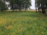 NL, Drenthe, Aa en Hunze, Eexterveld 115, Saxifraga-Hans Boll