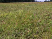 NL, Drenthe, Aa en Hunze, Eexterveld 125, Saxifraga-Hans Boll