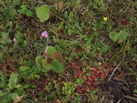 NL, Drenthe, Aa en Hunze, Eexterveld 129, Saxifraga-Hans Boll