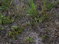 NL, Drenthe, Aa en Hunze, Eexterveld 134, Saxifraga-Hans Boll