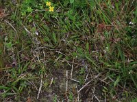 NL, Drenthe, Aa en Hunze, Eexterveld 141, Saxifraga-Hans Boll