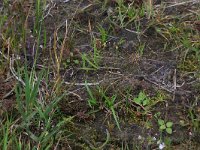 NL, Drenthe, Aa en Hunze, Eexterveld 144, Saxifraga-Hans Boll