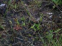 NL, Drenthe, Aa en Hunze, Eexterveld 149, Saxifraga-Hans Boll