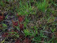 NL, Drenthe, Aa en Hunze, Eexterveld 158, Saxifraga-Hans Boll