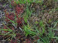 NL, Drenthe, Aa en Hunze, Eexterveld 161, Saxifraga-Hans Boll