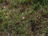 NL, Drenthe, Aa en Hunze, Eexterveld 45, Saxifraga-Hans Boll