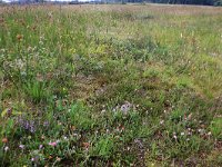 NL, Drenthe, Aa en Hunze, Eexterveld 5, Saxifraga-Hans Boll