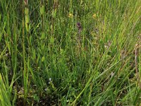 NL, Drenthe, Aa en Hunze, Eexterveld 55, Saxifraga-Hans Boll