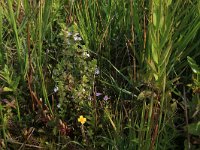 NL, Drenthe, Aa en Hunze, Eexterveld 57, Saxifraga-Hans Boll