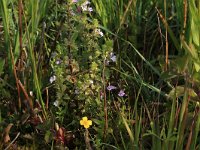 NL, Drenthe, Aa en Hunze, Eexterveld 58, Saxifraga-Hans Boll