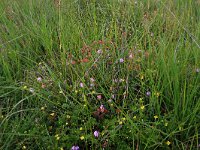 NL, Drenthe, Aa en Hunze, Eexterveld 86, Saxifraga-Hans Boll