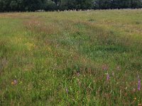 NL, Drenthe, Aa en Hunze, Eexterveld 92, Saxifraga-Hans Boll