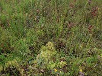 NL, Drenthe, Aa en Hunze, Eexterveld 98, Saxifraga-Hans Boll