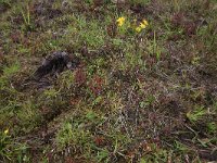 NL, Drenthe, Aa en Hunze, Eexterveld 99, Saxifraga-Hans Boll