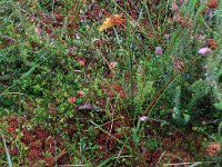 NL, Drenthe, Aa en Hunze, Gasterense duinen 17, Saxifraga-Hans Boll