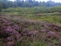 NL, Drenthe, Aa en Hunze, Gasterense duinen 2, Saxifraga-Hans Boll