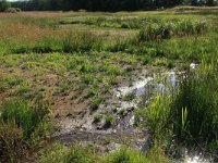 NL, Drenthe, Aa en Hunze, Oudemolen 14, Saxifraga-Hans Boll