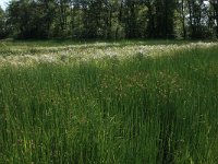 NL, Drenthe, Aa en Hunze, Oudemolen 16, Saxifraga-Hans Boll