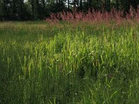 NL, Drenthe, Aa en Hunze, Oudemolen 21, Saxifraga-Hans Boll