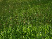 NL, Drenthe, Aa en Hunze, Oudemolen 51, Saxifraga-Hans Boll