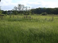 NL, Drenthe, Aa en Hunze, Oudemolen 57, Saxifraga-Hans Boll