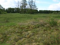 NL, Drenthe, Aa en Hunze, Oudemolen 64, Saxifraga-Hans Boll