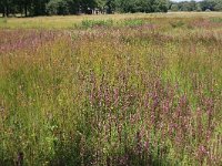 NL, Drenthe, Aa en Hunze, Oudemolen 69, Saxifraga-Hans Boll