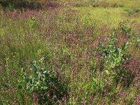 NL, Drenthe, Aa en Hunze, Oudemolen 71, Saxifraga-Hans Boll