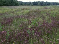 NL, Drenthe, Aa en Hunze, Oudemolen 80, Saxifraga-Hans Boll