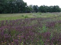 NL, Drenthe, Aa en Hunze, Oudemolen 81, Saxifraga-Hans Boll