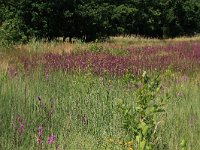 NL, Drenthe, Aa en Hunze, Oudemolen 84, Saxifraga-Hans Boll