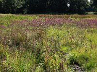 NL, Drenthe, Aa en Hunze, Oudemolen 89, Saxifraga-Hans Boll