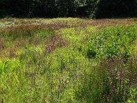 NL, Drenthe, Aa en Hunze, Oudemolen 90, Saxifraga-Hans Boll