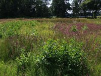 NL, Drenthe, Aa en Hunze, Oudemolen 91, Saxifraga-Hans Boll