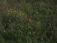 NL, Drenthe, Aa en Hunze, Rolderveld 1, Saxifraga-Hans Boll