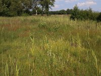 NL, Drenthe, Aa en Hunze, Westerlanden 1, Saxifraga-Hans Boll