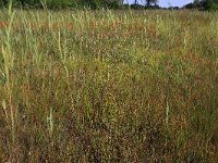 NL, Drenthe, Aa en Hunze, Westerlanden 16, Saxifraga-Hans Boll