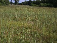 NL, Drenthe, Aa en Hunze, Westerlanden 19, Saxifraga-Hans Boll