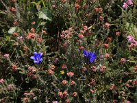 NL, Drenthe, Aa en Hunze, Westerlanden 47, Saxifraga-Hans Boll