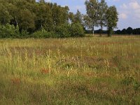 NL, Drenthe, Aa en Hunze, Westerlanden 53, Saxifraga-Hans Boll